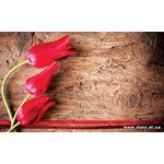 Фотообои Дерево и красные тюльпаны 272