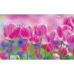 Фотообои Радужные тюльпаны 273