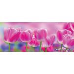 Фотообои Радужные тюльпаны 273VEP