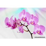 Фотообои Орхидеи цвета фуксии 116