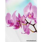 Фотообои Фиолетовые орхидеи 116