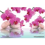 Фотообои Орхидеи на камне - отражение в воде 151