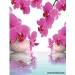 Фотообои Нежные орхидеи - отражение в воде 151
