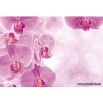 Фотообои Орхидеи с капельками 149
