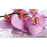 Фотообои Розовые тигровые орхидеи 184