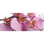 Фотообои Розовые тигровые орхидеи 184VEP