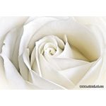 Фотообои Белые розы 8-001