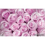Фотообои Бледно розовые розы 142-1