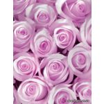 Фотообои Розы бледно розовые 142-2