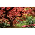 Фотообои Осеннее большое дерево 270