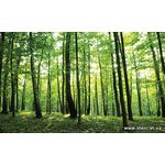 Фотообои Зеленый лес 186-1
