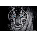 Фотообои Тигр с голубыми глазами 153