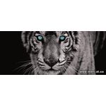 Фотообои Тигр с голубыми глазами 153VEP