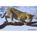 Фотообои Леопард на дереве 176
