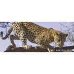 Фотообои Леопард на дереве 176VEP