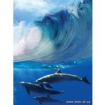 Фотообои Дельфин над водой 188-2