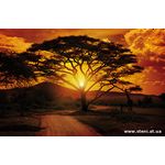 Фотообои Дерево на закате в Африке 055